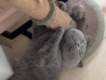 起きる気ゼロ。悩みもゼロ。へそ天ポーズで完全脱力の猫さんに癒される