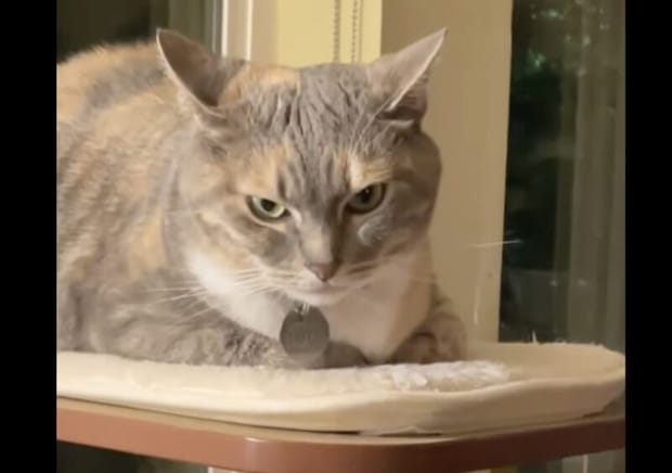 イカ耳になって不機嫌顔の猫、その理由は飼い主さんの声!