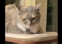 イカ耳になって不機嫌顔の猫、その理由は飼い主さんの声！