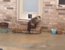 猫用のドアを見たネコの反応が予想外すぎて笑っちゃった！