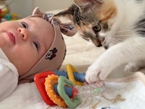 「触っても良いかにゃ」そっと手を伸ばす先には…赤ちゃんのおもちゃ！ 遊びたくてしょうがない子猫さん