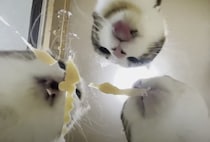 ペロペロペロ… おやつを食べる猫さんたちを下から観察してみた！