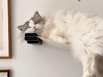 昼と夜で別猫？ 午後はすやすや、深夜は全力で遊ぶ！ 猫さんは猫さんの時間で生きているんだ！