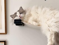 昼と夜で別猫？ 午後はすやすや、深夜は全力で遊ぶ！ 猫さんは猫さんの時間で生きているんだ！