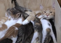 一体何匹いるの!? たくさんの子猫にミルクをあげる猫さん