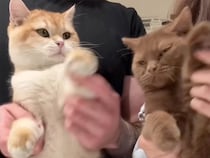 最後までキメ顔。並んで踊る2匹の猫さんがかわいくてかっこいい