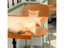 席は空いてるけど、お昼寝中ですっ！ テーブルを占領する猫