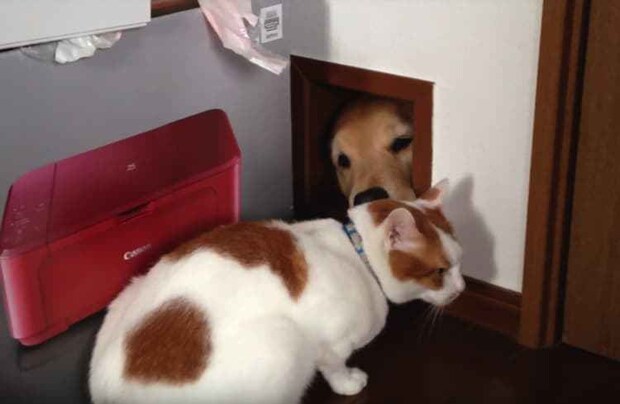 そこ窓じゃなくて、猫専用通路なんだよ!顔を出していたのは…