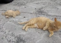 「体を丸めて、こうだぞっ！」子猫に転がり方を教える大人猫。