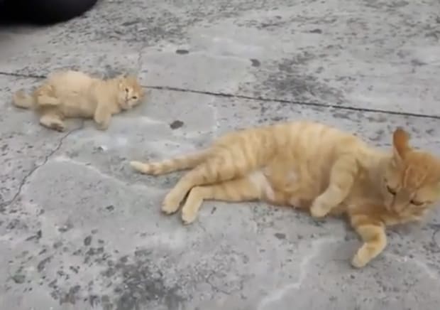 「体を丸めて、こうだぞっ！」子猫に転がり方を教える大人猫。