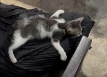 「離れたくないもん！」膝から絶対に降りようとしない、子猫の行動が可愛い！