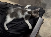 「離れたくないもん！」膝から絶対に降りようとしない、子猫の行動が可愛い！