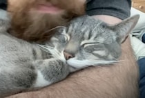 ママ猫にスリスリされている気持ちを思い出す？ヒゲにうっとりな猫