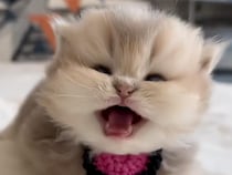 ミャーでもニャーでもない。子猫さんの「ピャー」が癒しすぎた♡