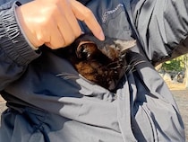 公園で出会った黒猫さん、寒すぎるのでお洋服の中にもぐり込んで「ポカポカだにゃ♡」