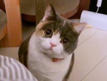 「遊ばないの？」お目目キュルキュル！ 寝ようとする飼い主さんを誘いに来る猫ちゃんが可愛すぎた