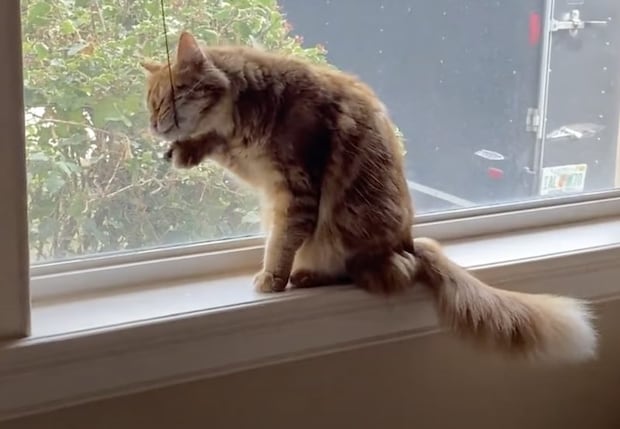 洗顔に便利なもの発見したニャ！ 器用に顔を洗う猫。その姿を同居犬に見られて…