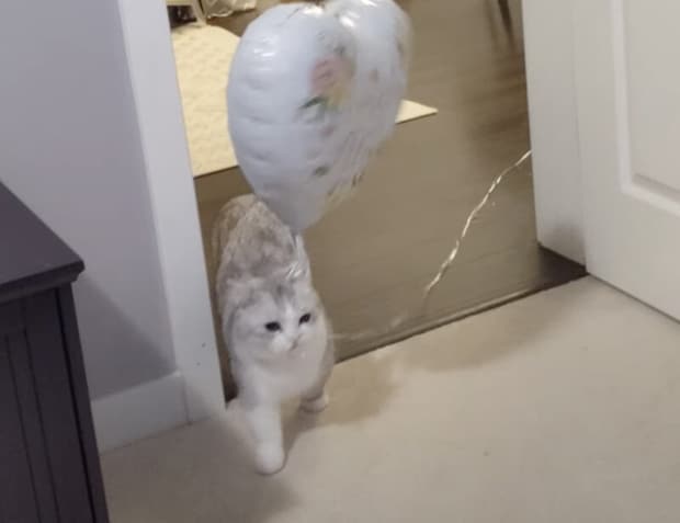 風船を持って歩く猫、うっかり飛ばしてしまった後の反応が可愛すぎる！