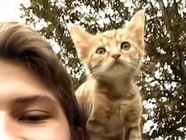 子猫時代からあっという間の6年！ 楽しいやり取りを振り返る茶トラ猫さんのお誕生日