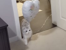 風船を持って歩く猫、うっかり飛ばしてしまった後の反応が可愛すぎる！