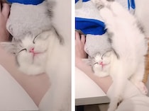 首は曲がって、へそ天、腕枕でのび〜っ♪  変なポーズでも眠れる子猫