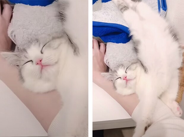 首は曲がって、へそ天、腕枕でのび〜っ♪  変なポーズでも眠れる子猫