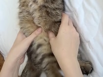 ごろごろ猫さんが秒で眠りに落ちる！ 飼い主さんの寝かしつけ技がすごい