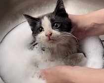 保護した子猫をお鍋に投入!? こんなに綺麗になりました！