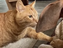 猫「バレてないかにゃ？」 こっそり犬さんに触りたい！