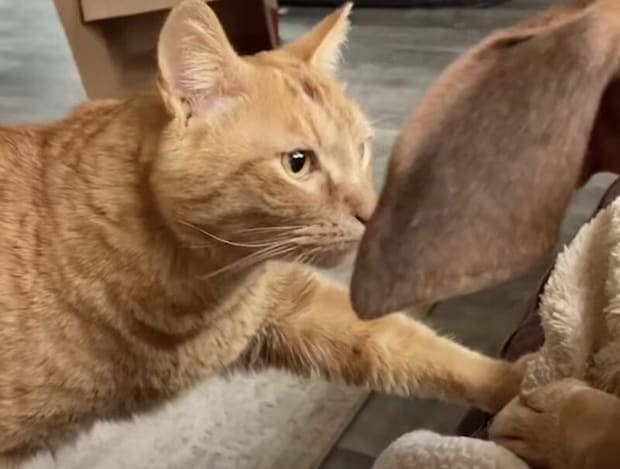 猫「バレてないかにゃ？」 こっそり犬さんに触りたい！