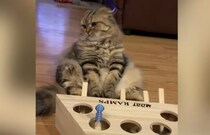 「ふぅ… 疲れたニャ」突然おもちゃに飽きちゃう猫さん