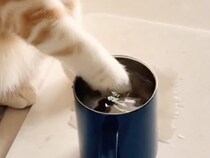 毎朝の楽しみは白湯！ ちゃぷちゃぷが止まらない茶トラ猫さん