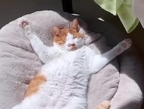 「変なポーズでも眠れるよ！」寝相が自由すぎる、思わず二度見したくなる猫さんたち