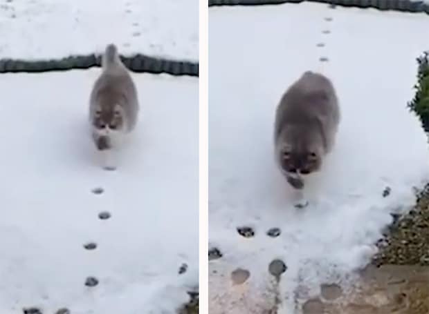さりげなく凄いぞ？ 雪につけた足跡を綺麗にたどる猫さん