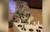 「ふぅ… 疲れたニャ」突然おもちゃに飽きちゃう猫さん