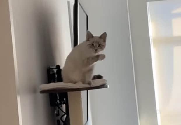 ちゃんと反応してくれたー！愛猫に「バイバイ」と手を振ってみたら、手を挙げて可愛い動き♡