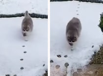 さりげなく凄いぞ？ 雪につけた足跡を綺麗にたどる猫さん