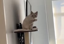 ちゃんと反応してくれたー！愛猫に「バイバイ」と手を振ってみたら、手を挙げて可愛い動き♡