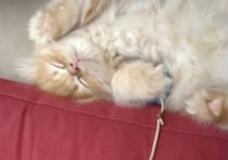 【すべてが可愛い】遊んでいる途中で急にねむっちゃう子猫さん