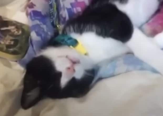 夢を見てる子猫の口元。モグモグ、むにゃむにゃ♡