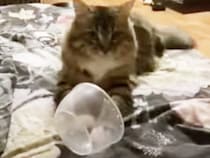 猫「ほら、空っぽよ？」寝室までお皿を持ってきて、ゴハンくれアピール！