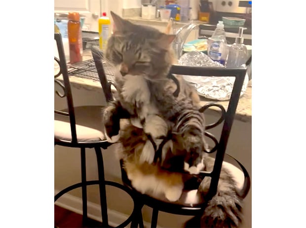 独特なイスの使い方をする猫さん。 その座り方どうなってるの？