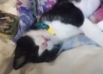 夢を見てる子猫の口元。モグモグ、むにゃむにゃ♡