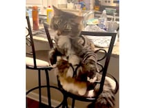 独特なイスの使い方をする猫さん。 その座り方どうなってるの？