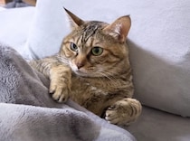 今日はどこで寝よっかな〜？ お昼寝場所にこだわる猫さん。