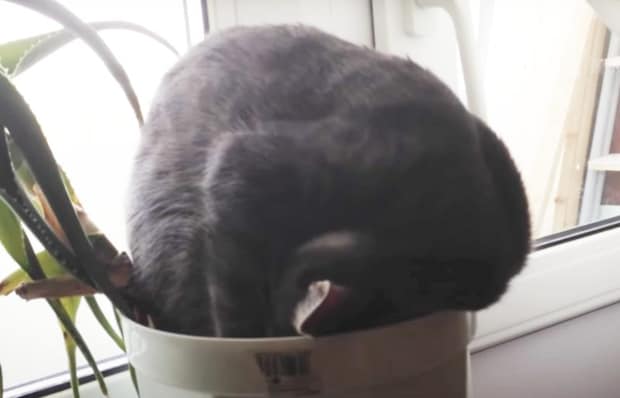 【驚き】朝起きたら、鉢植えに毛玉が生えてた。