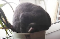 【驚き】朝起きたら、鉢植えに毛玉が生えてた。