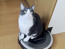 「今日はここまででいいよー」お掃除ロボットをポチっと止める猫さん
