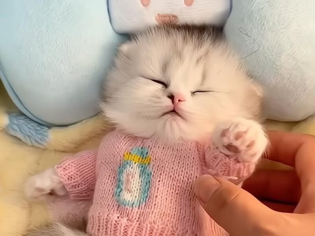 まるで赤ちゃんみたい。寝かしつけてもらう子猫さんたち