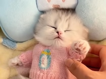 まるで赤ちゃんみたい。寝かしつけてもらう子猫さんたち